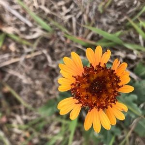 Meet your Posher, Marcella